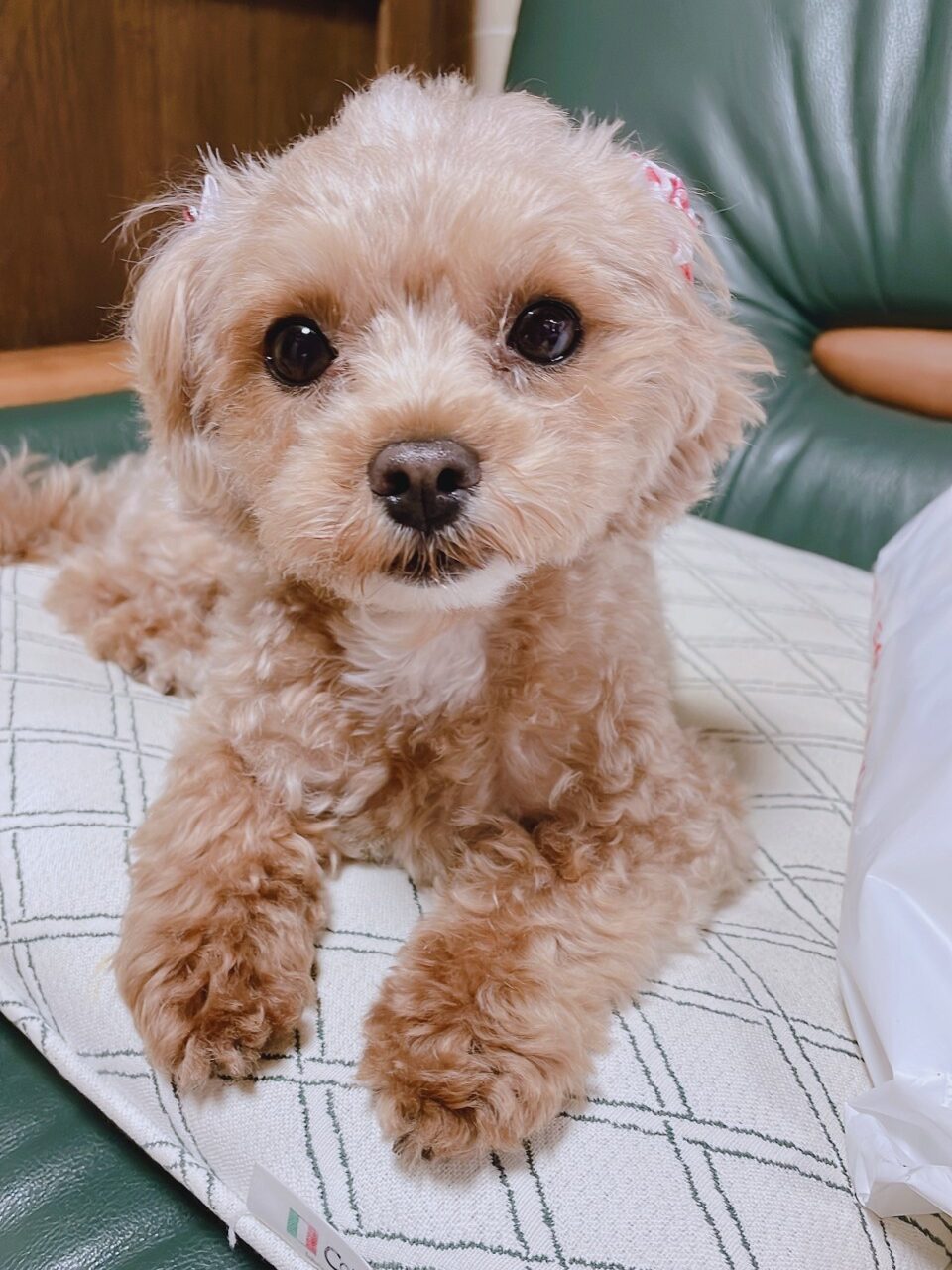 清水 和代さんの趣味・特技の写真2
